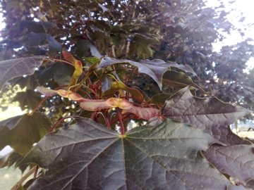 Acer platanoides var. Crimson King